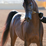 2012 Scottsdale Show Photos