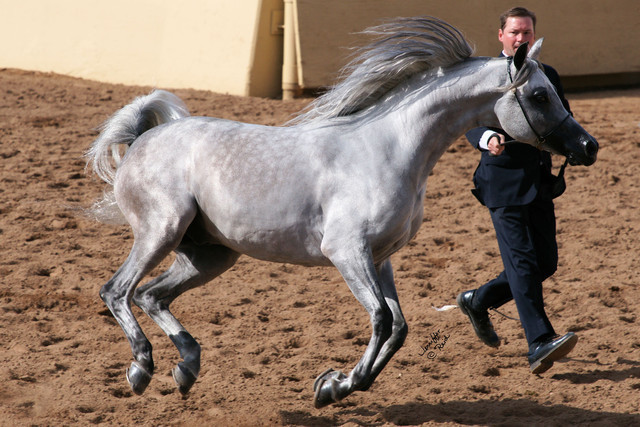 2012 Scottsdale Show Photos