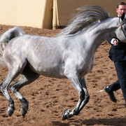 2012 Scottsdale Show Photos