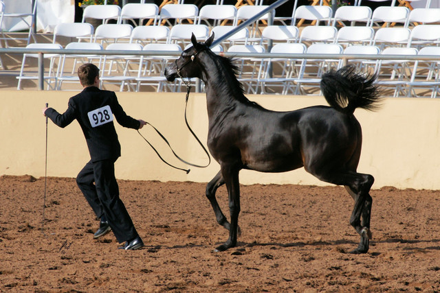 2012 Scottsdale Show Photos