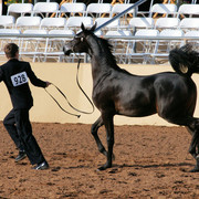 2012 Scottsdale Show Photos