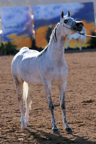 2012 Scottsdale Show Photos