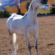 2012 Scottsdale Show Photos