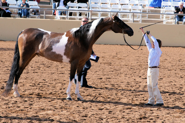 2012 Scottsdale Show Photos