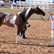 2012 Scottsdale Show Photos