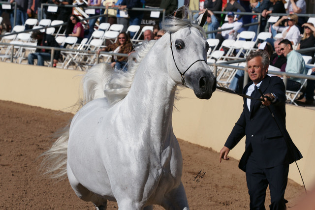 2012 Scottsdale Show Photos