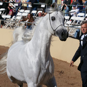 2012 Scottsdale Show Photos