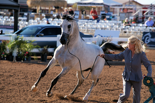 2012 Scottsdale Show Photos