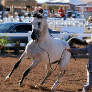 2012 Scottsdale Show Photos