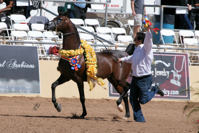 2012 Scottsdale Show Photos