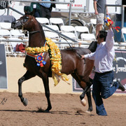 2012 Scottsdale Show Photos