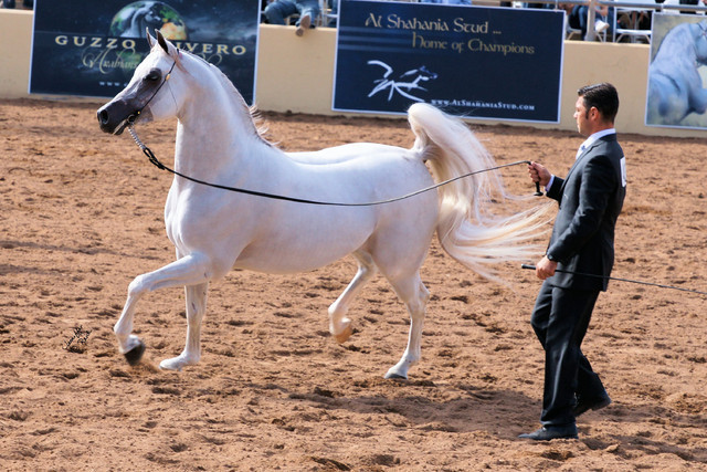 2012 Scottsdale Show Photos