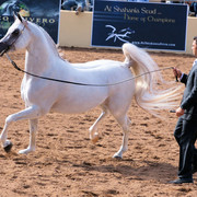 2012 Scottsdale Show Photos