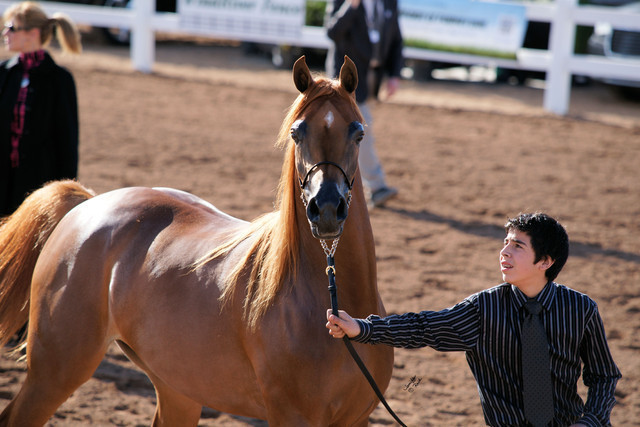 2012 Scottsdale Show Photos