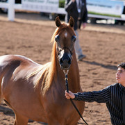 2012 Scottsdale Show Photos