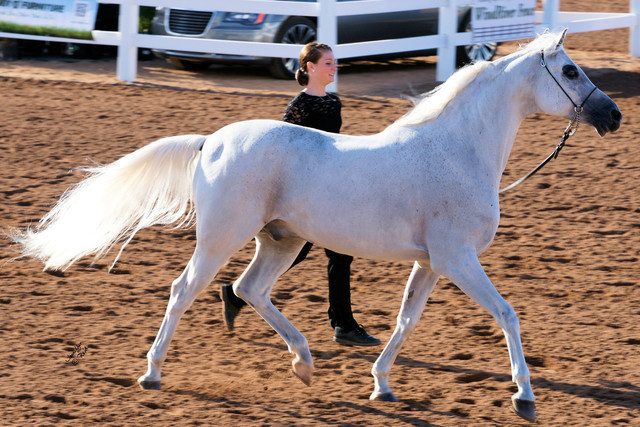 2012 Scottsdale Show Photos