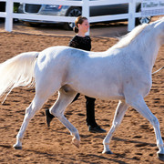 2012 Scottsdale Show Photos