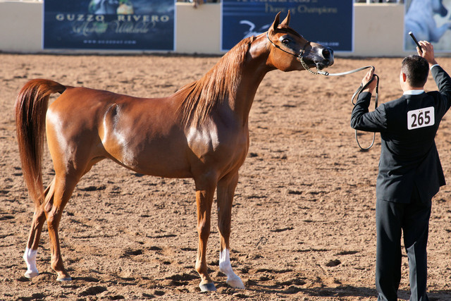 2012 Scottsdale Show Photos