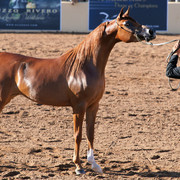 2012 Scottsdale Show Photos