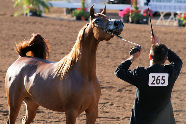2012 Scottsdale Show Photos