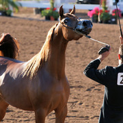 2012 Scottsdale Show Photos