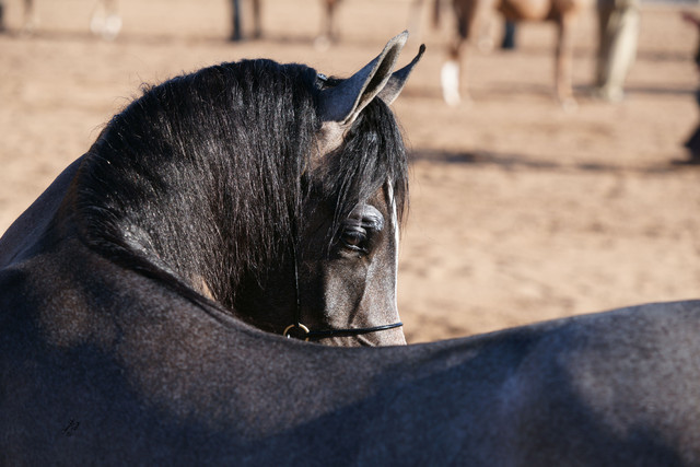 2012 Scottsdale Show Photos
