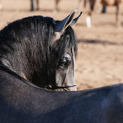 2012 Scottsdale Show Photos