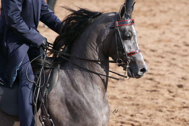2012 Scottsdale Show Photos