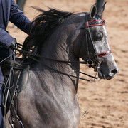 2012 Scottsdale Show Photos