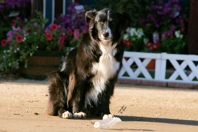 2012 Scottsdale Show Photos
