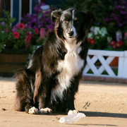 2012 Scottsdale Show Photos