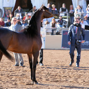 2012 Scottsdale Show Photos