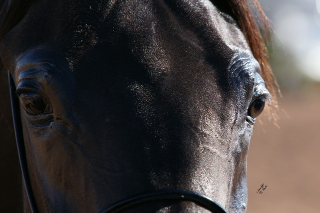 2012 Scottsdale Show Photos