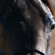 2012 Scottsdale Show Photos