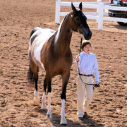 2012 Scottsdale Show Photos