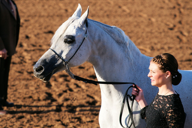 2012 Scottsdale Show Photos