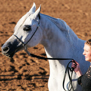 2012 Scottsdale Show Photos