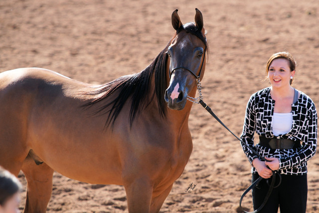 2012 Scottsdale Show Photos