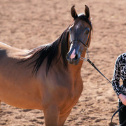2012 Scottsdale Show Photos