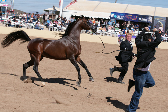 2012 Scottsdale Show Photos