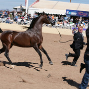 2012 Scottsdale Show Photos