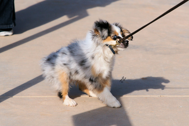 2012 Scottsdale Show Photos