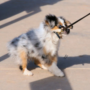 2012 Scottsdale Show Photos