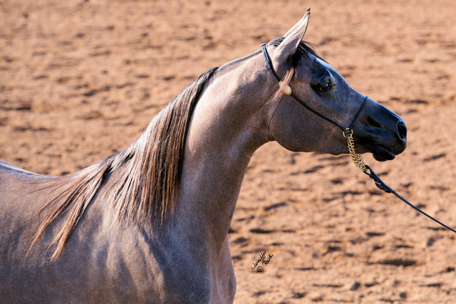 2012 Scottsdale Show Photos