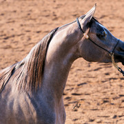2012 Scottsdale Show Photos