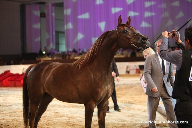 2012 Dubai International Championships - Day 1