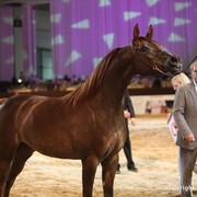 2012 Dubai International Championships - Day 1