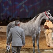 2012 Dubai International Championships - Day 1