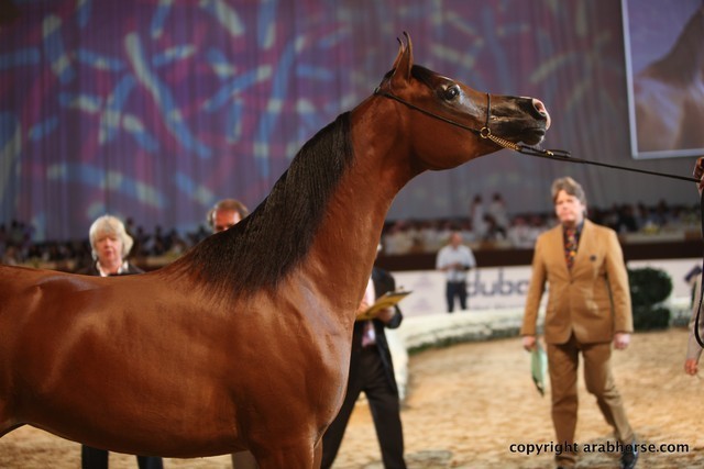 2012 Dubai International Championships - Day 1