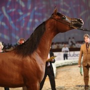 2012 Dubai International Championships - Day 1